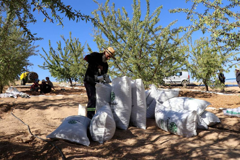 Elazığ'da hasadı başladı. 400 ton rekolte bekleniyor - Fotoğraf: 5
